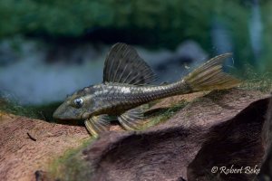 Blue eyed redfin pleco - Hypostomus soniae