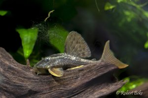 Blue eyed redfin pleco - Hypostomus soniae