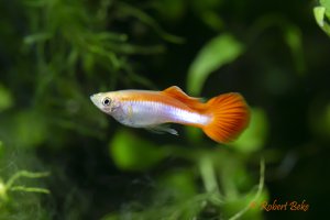 Red Rainbow Guppy - Poecilia reticulata