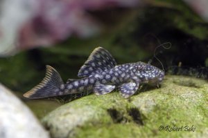 Spotted Orange Seam Pleco - Pseudancistrus sp. (L122)