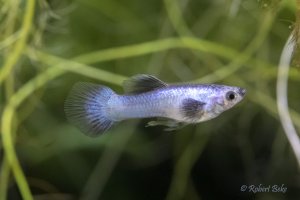 Blue Panda Guppy - Poecilia reticulata