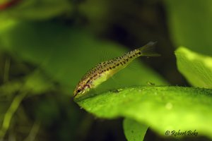 Rosy Loach  - Petruichthys sp. 'rosy'