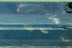 Archerfish exercise