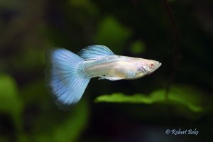 Albino Japan Blue Guppy - Poecilia reciculata