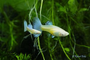 Albino Japan Blue Guppy - Poecilia reciculata