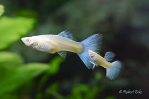 Albino Japan Blue Guppy - Poecilia reciculata