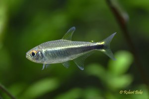 Purple Tetra - Hyphessobrycon metae