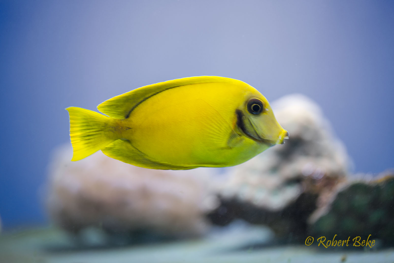 Acanthurus pyroferus - Chocolate tang