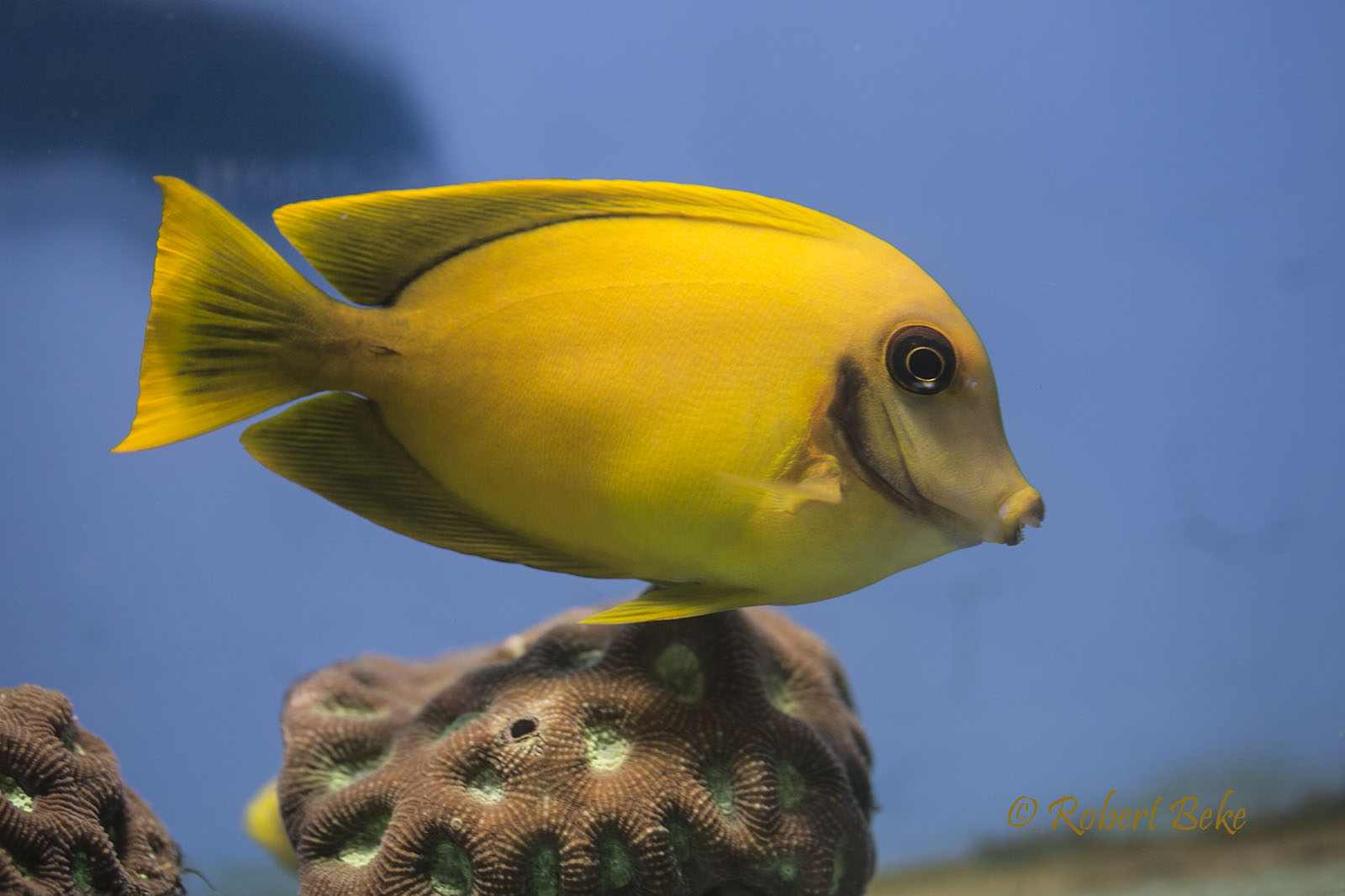 Acanthurus pyroferus - Chocolate tang