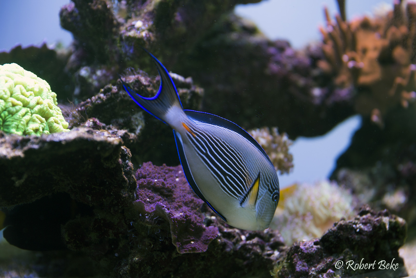 Acanthurus sohal - Sohal surgeonfish