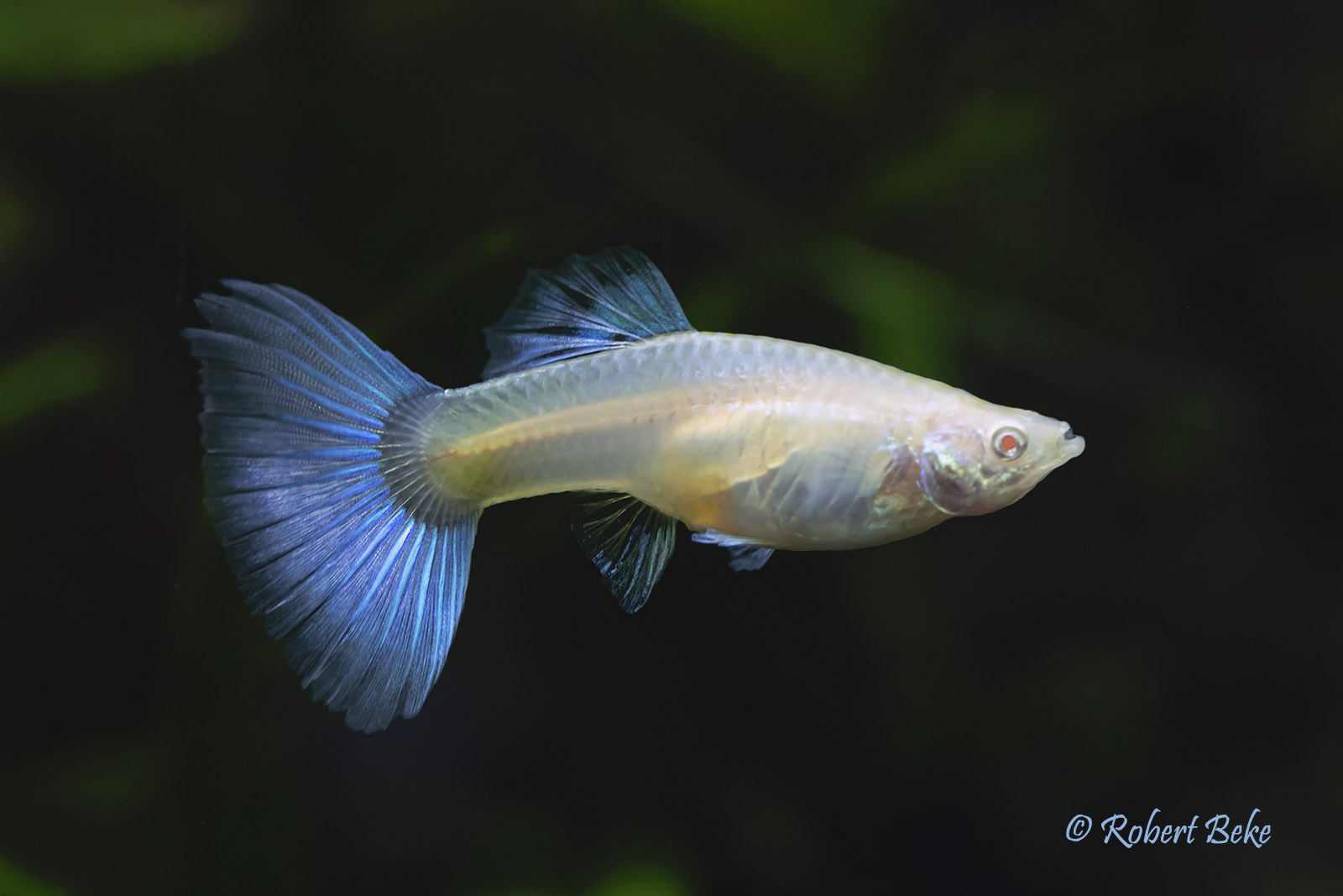 Albino Japan Blue Guppy - Poecilia reciculata