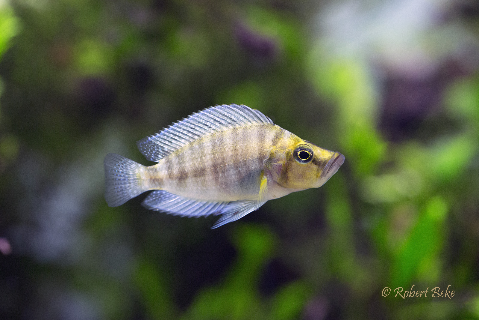 Altolamprologus compressiceps