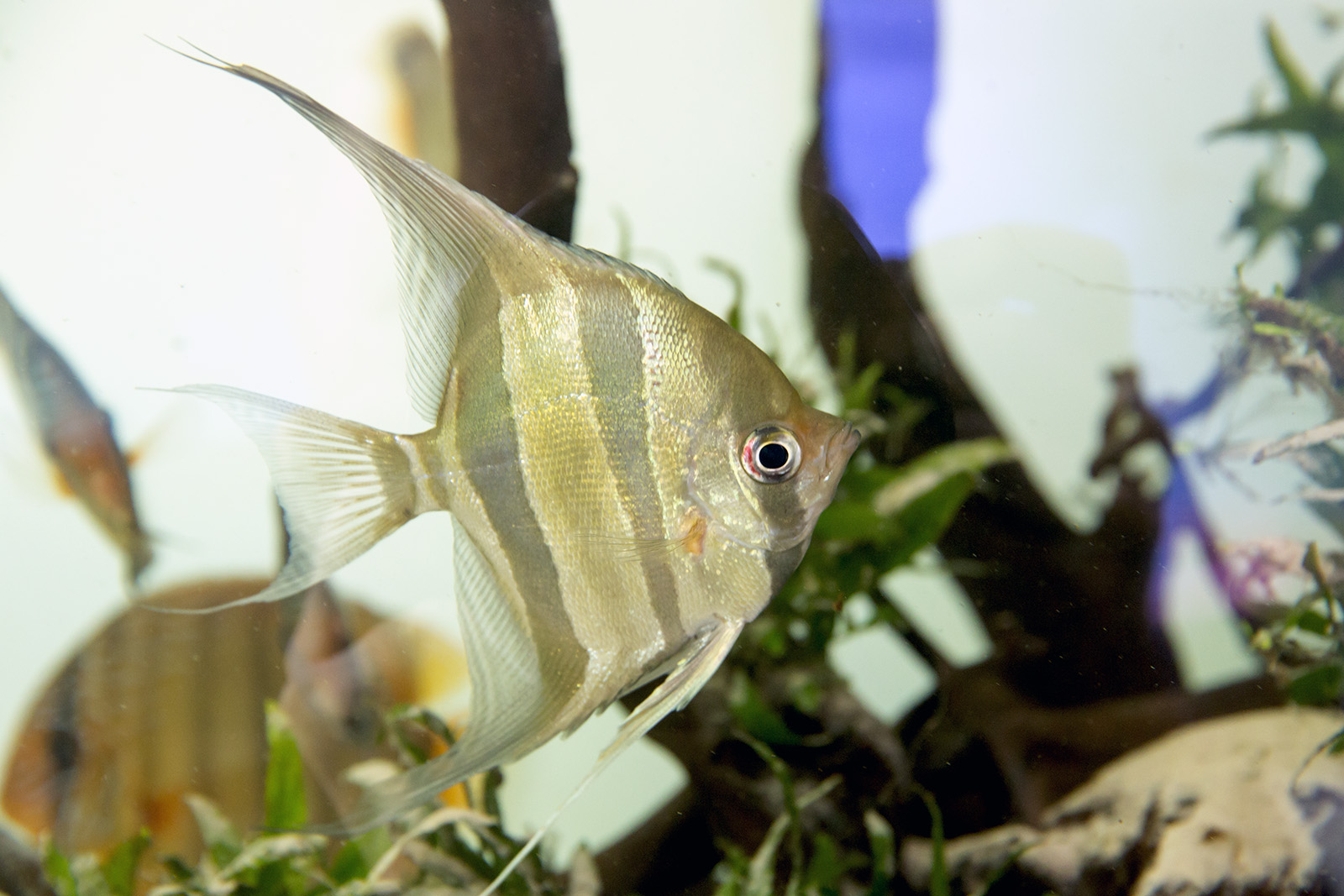 Altum angelfish and wild discus