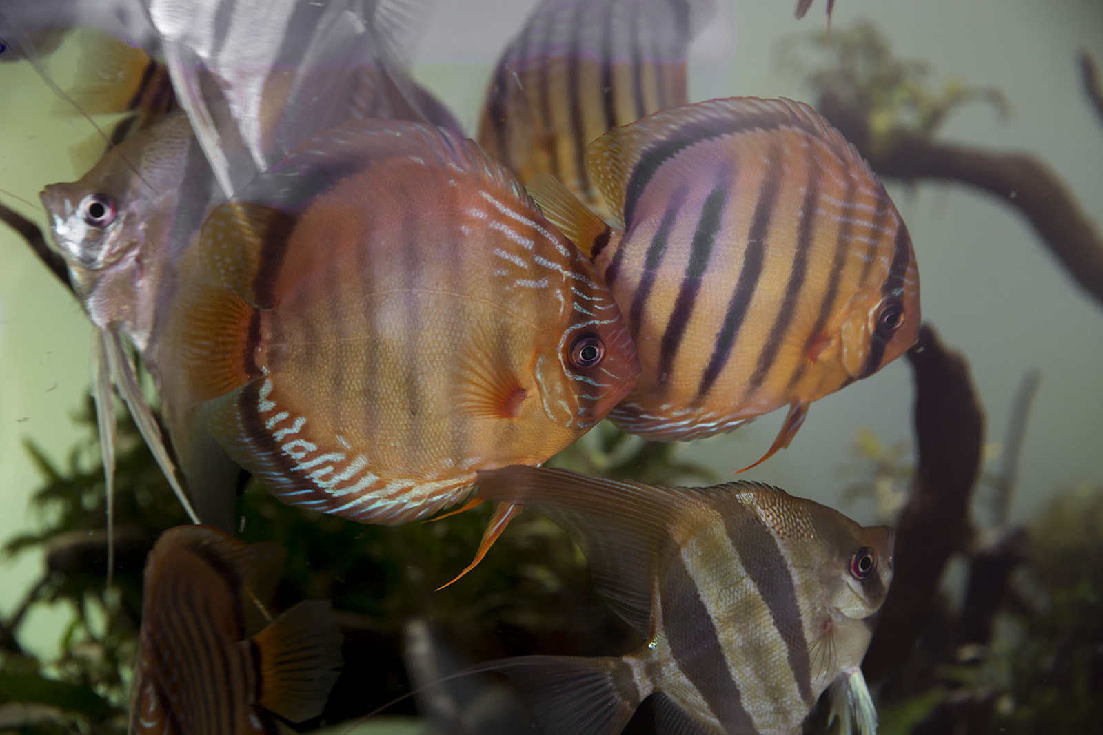 Altum angelfish and wild discus