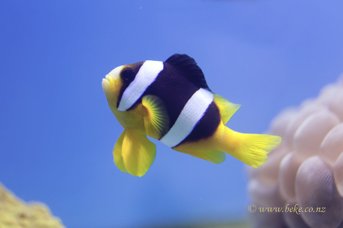 Amphiprion clarkii