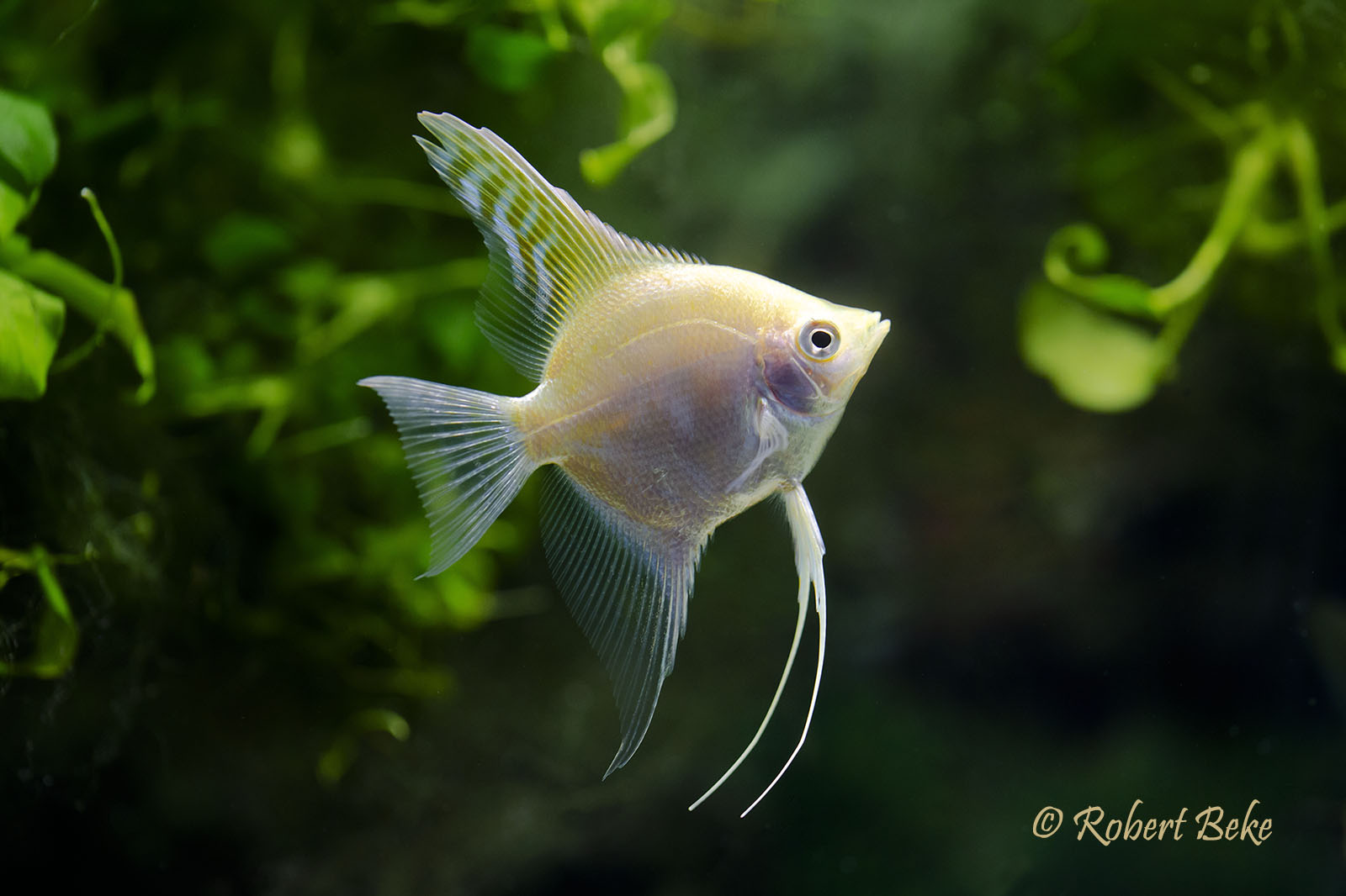 Angelfish - Pterophyllum scalare