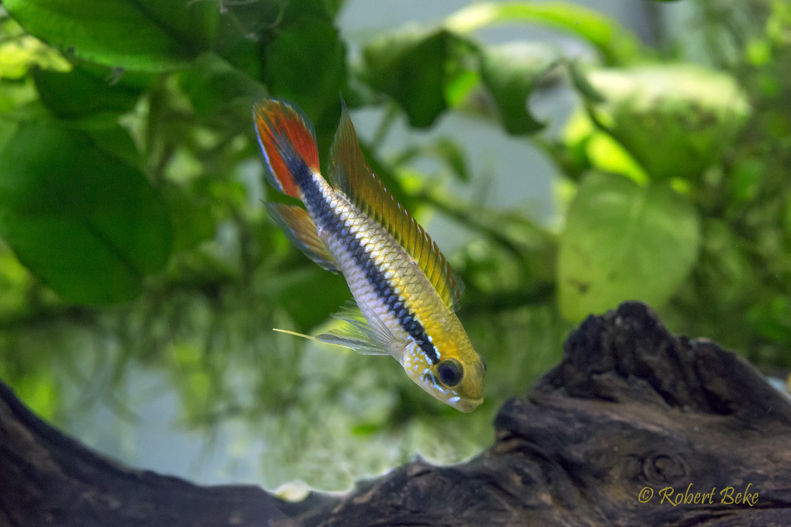 Apistogramma agassizii