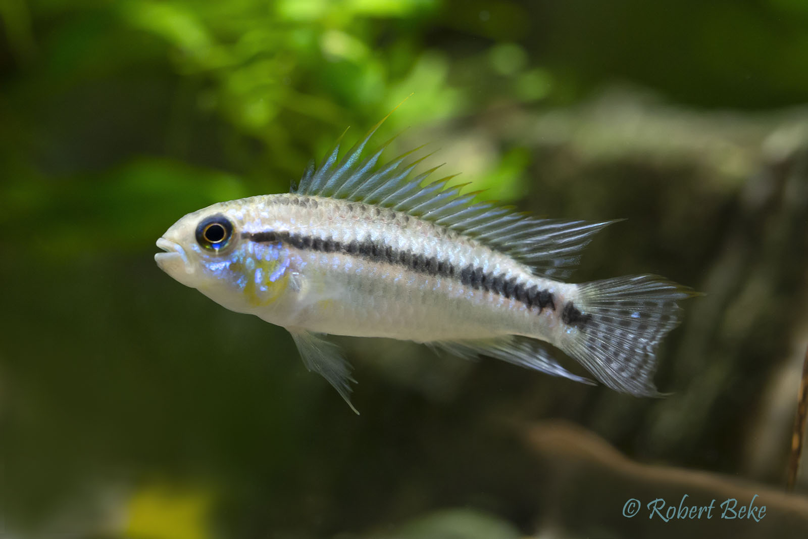 Apistogramma Bitaeniata Shishita