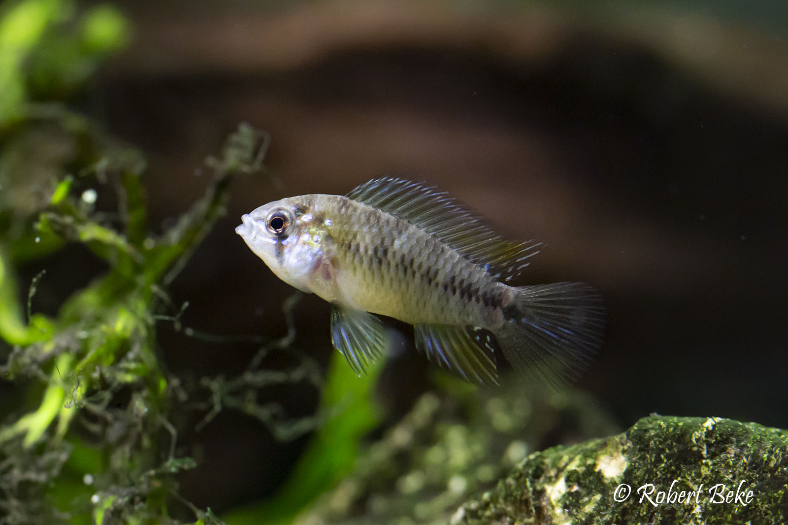 Apistogramma borellii