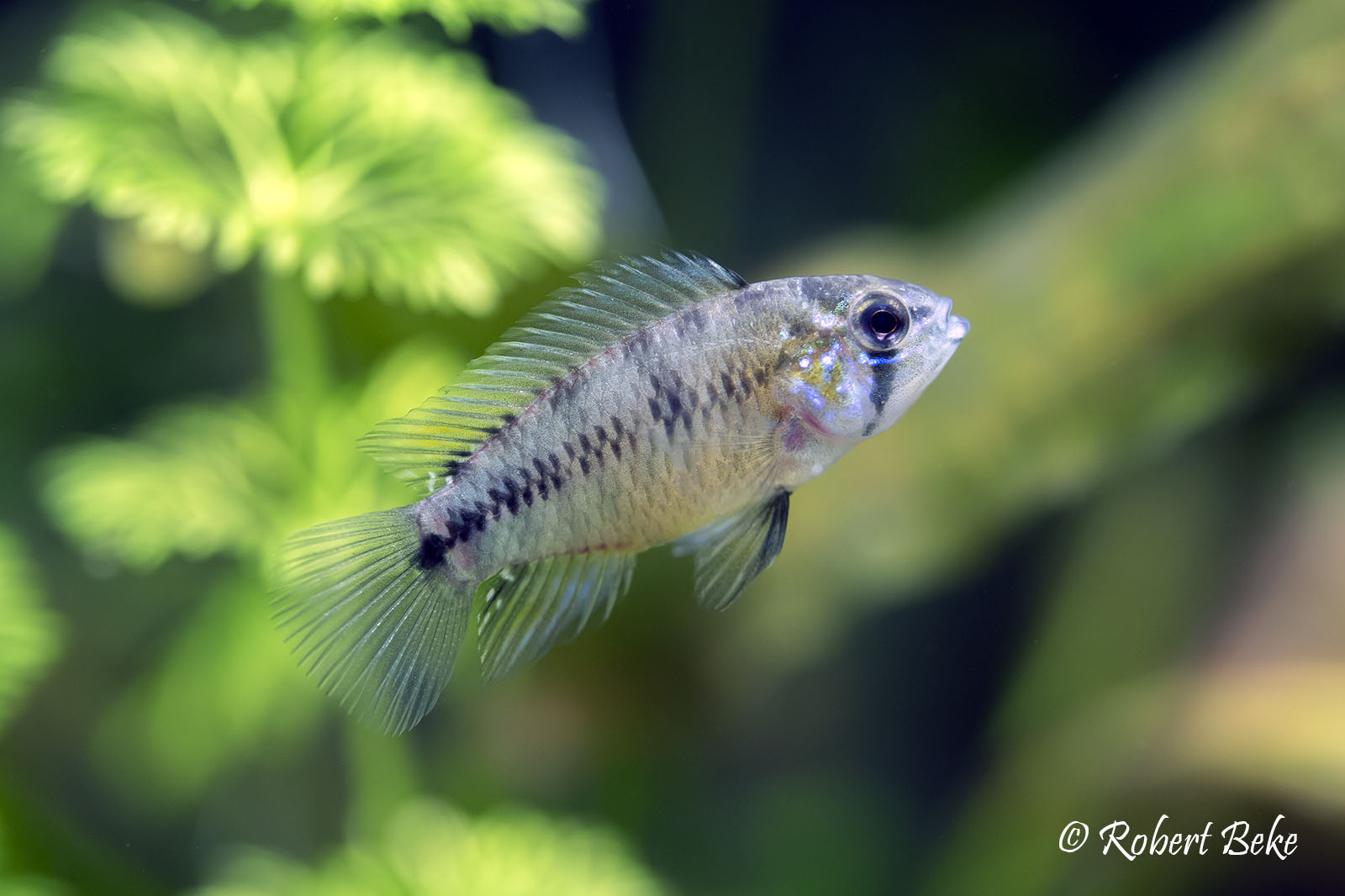 Apistogramma borellii