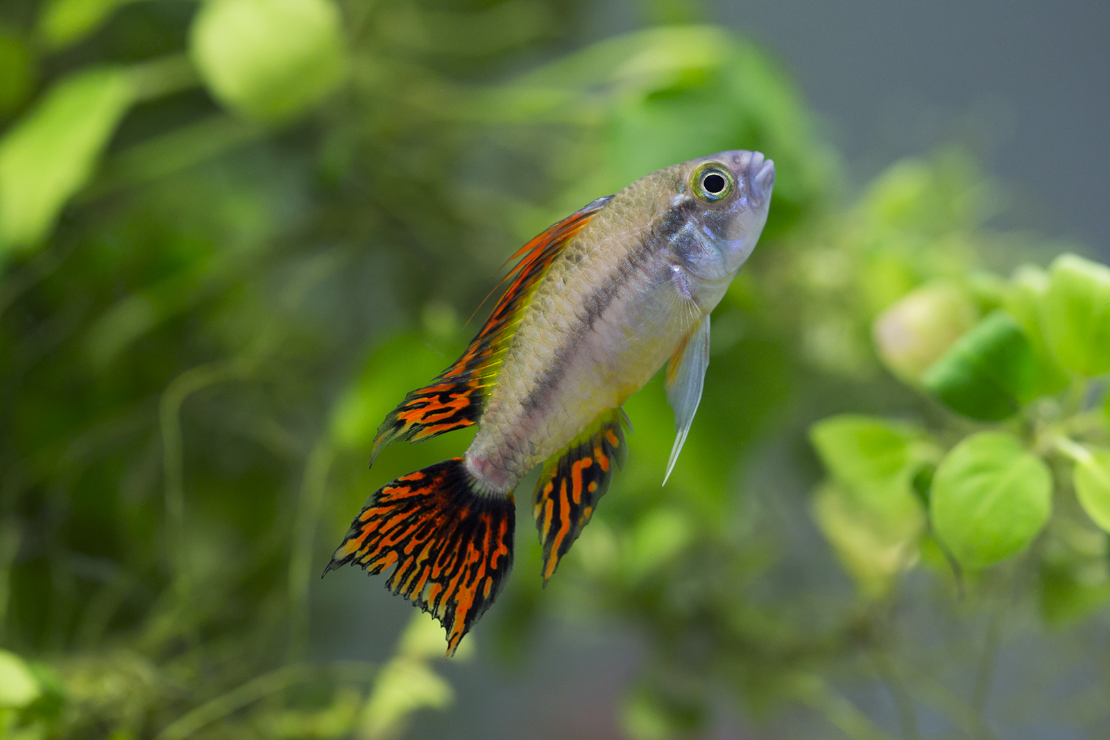 Apistogramma cacatuoides