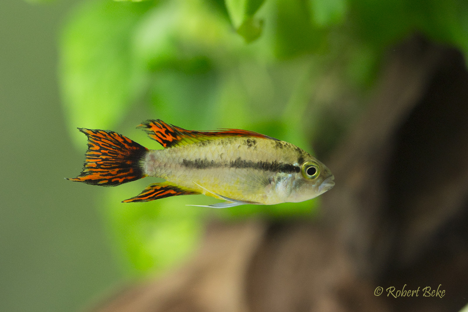 Apistogramma cacatuoides