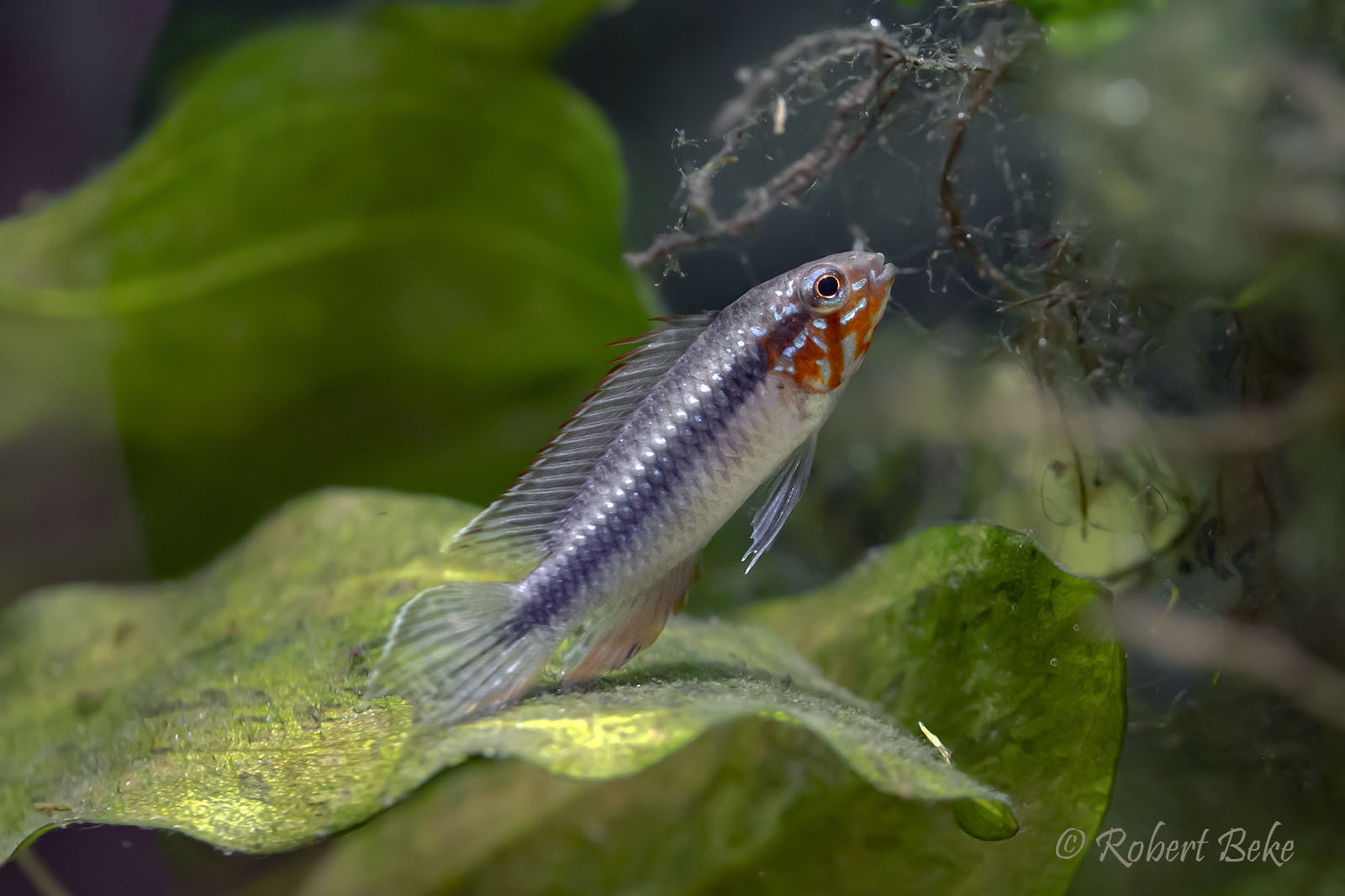 Apistogramma elizabethae