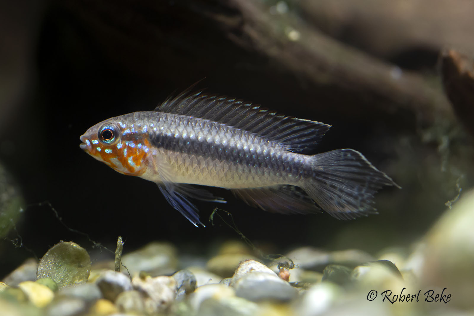 Apistogramma elizabethae