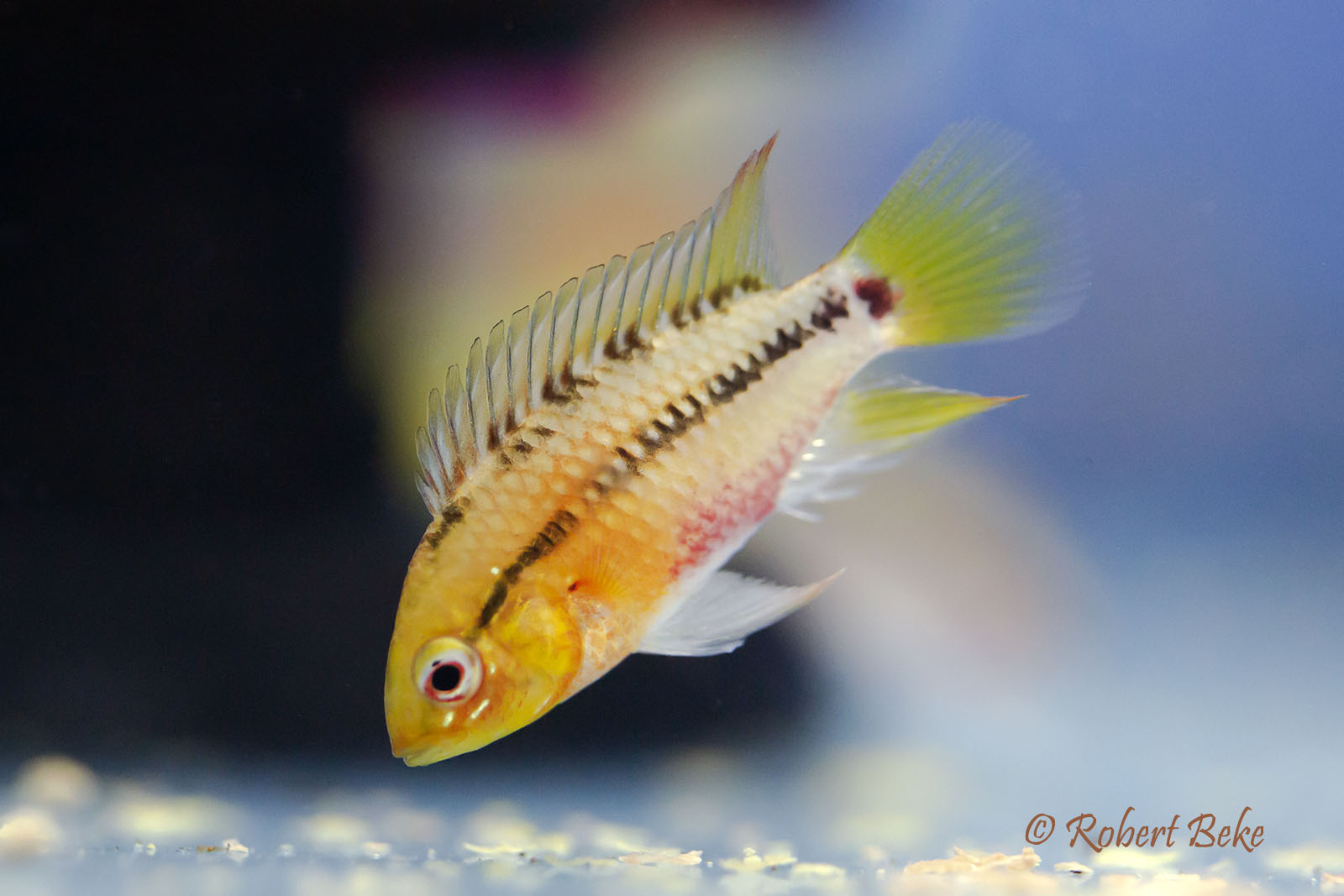 Apistogramma hongsloi