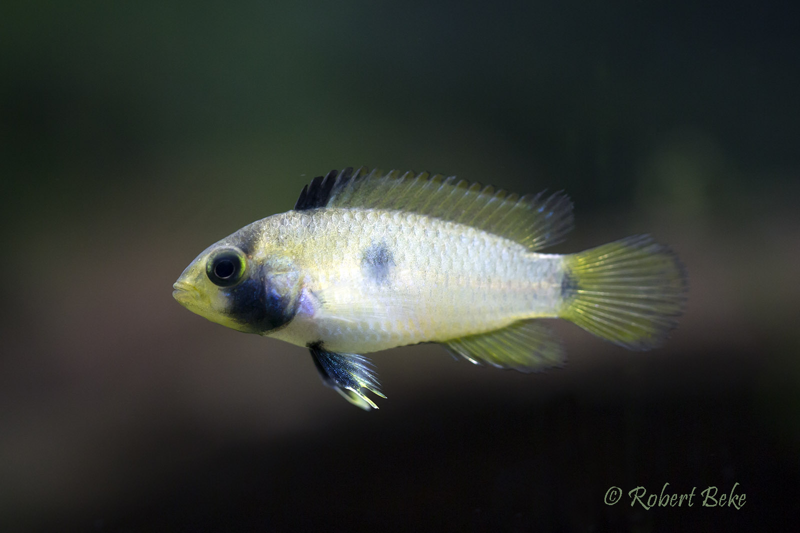 Apistogramma nijsseni