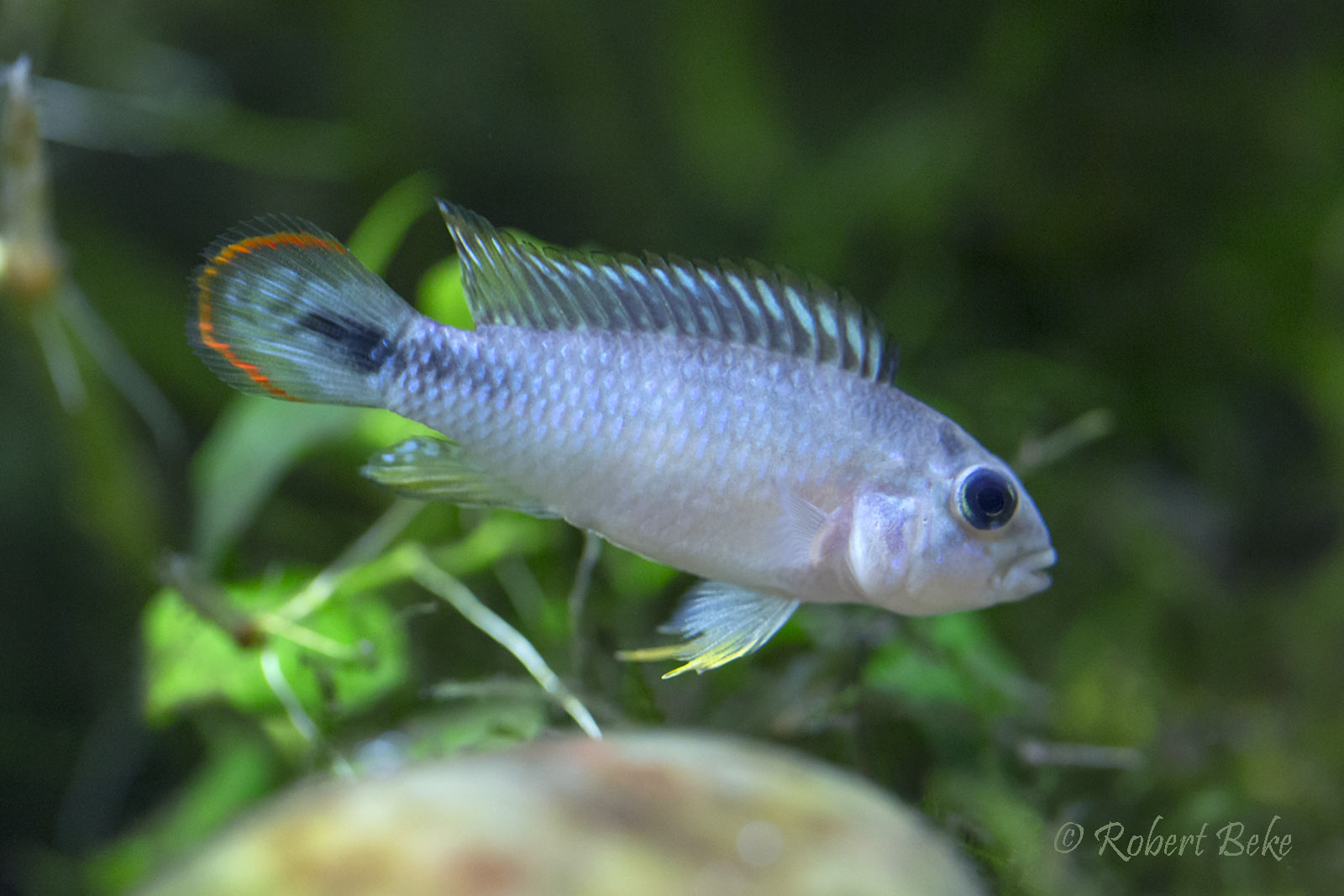 Apistogramma panduro