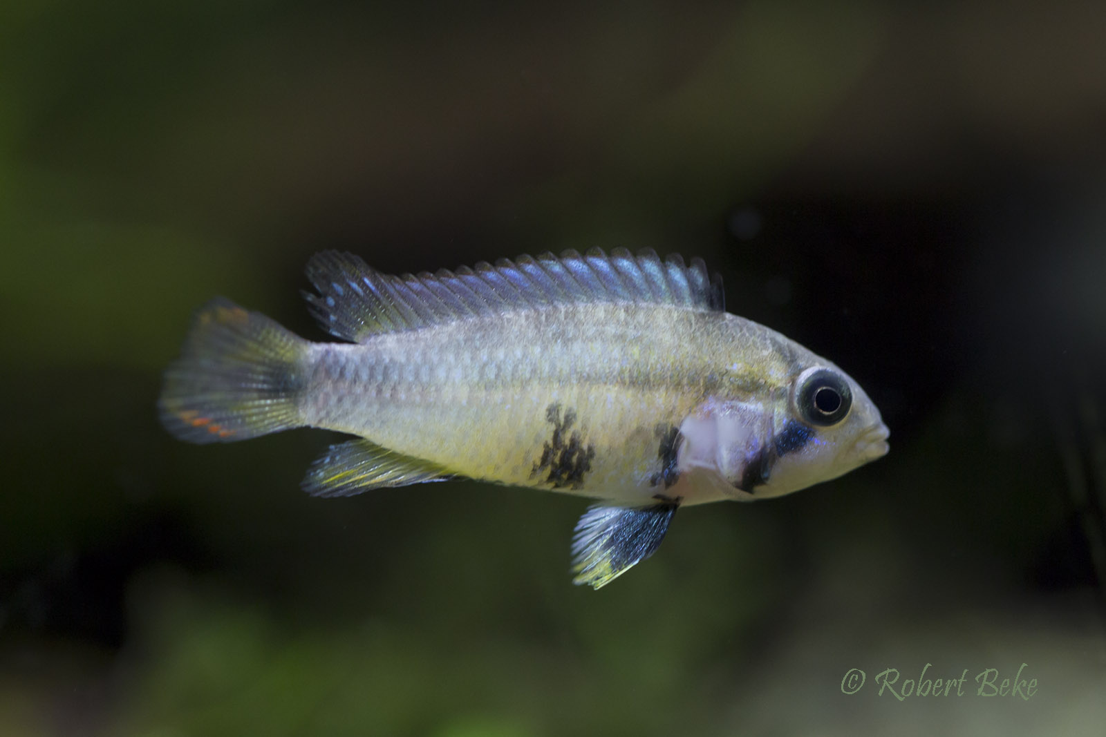 Apistogramma panduro