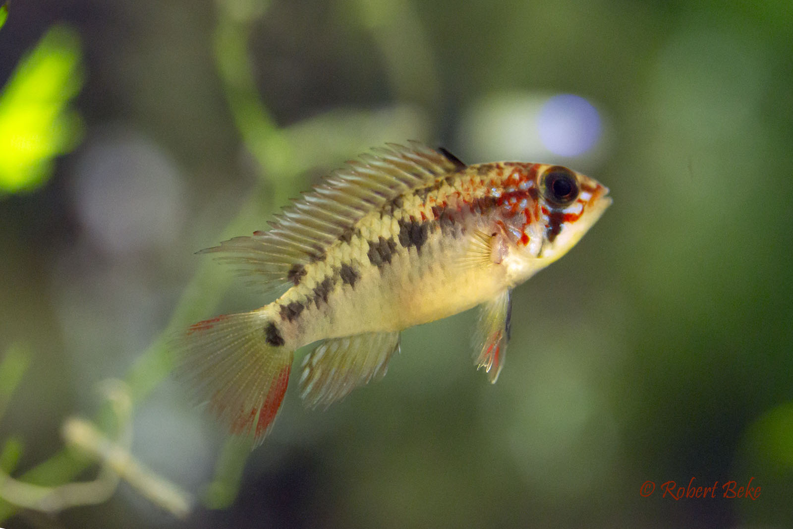 Apistogramma viejita - Female