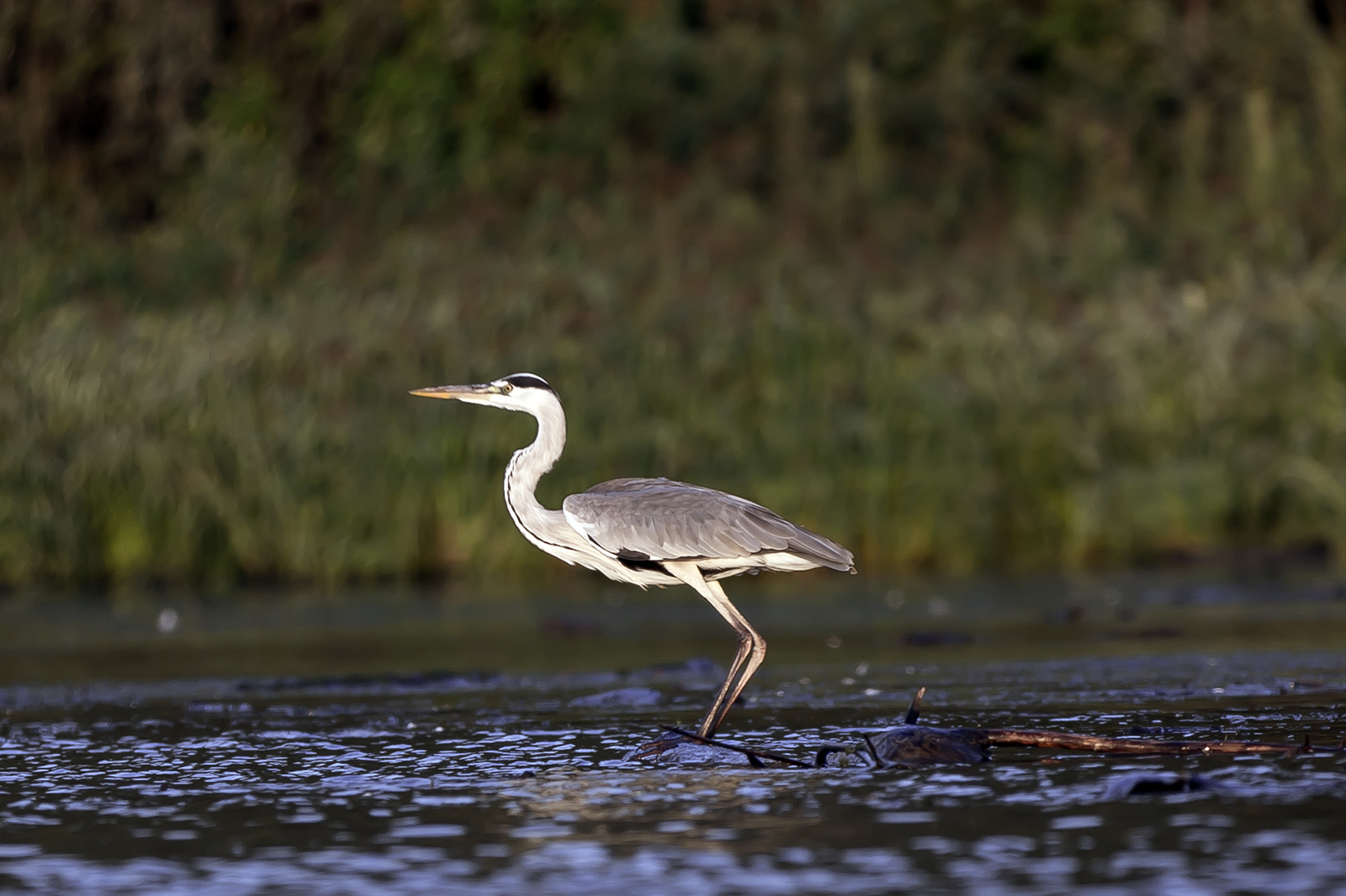 Ardea cinerea - Siva caplja