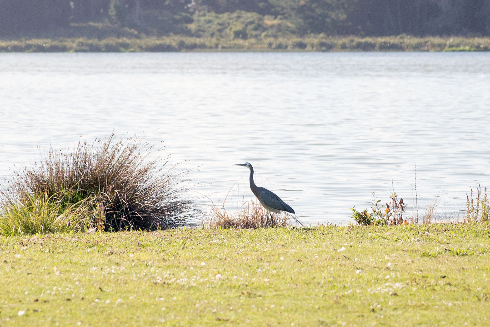 Ardea cinerea