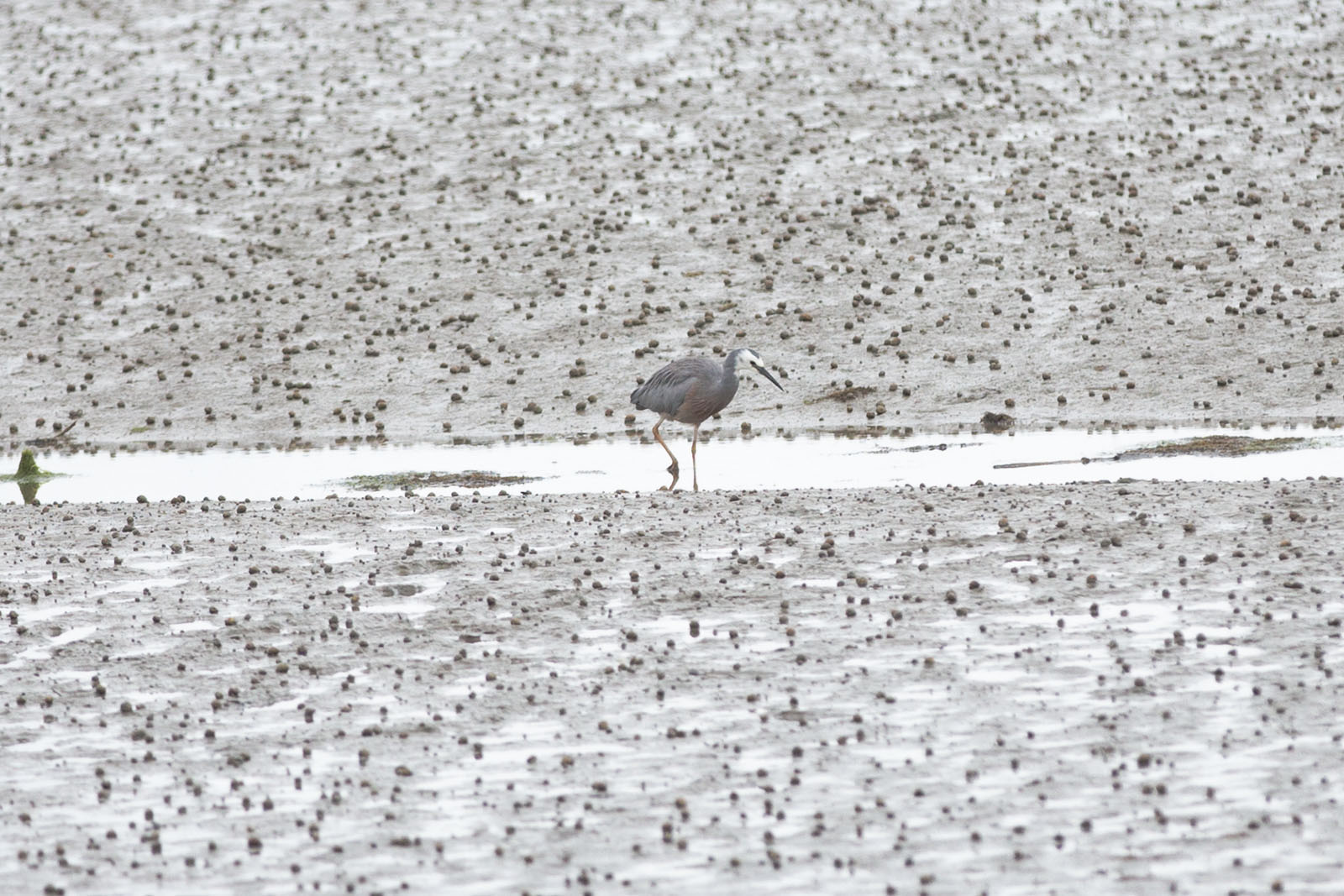 Ardea cinerea