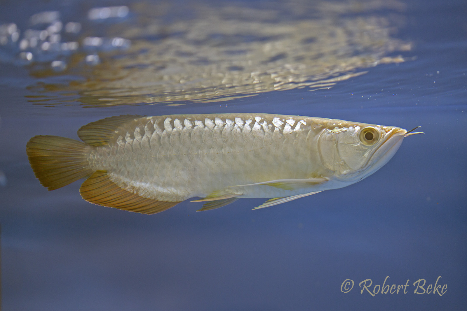 Asian arowana - Scleropages formosus