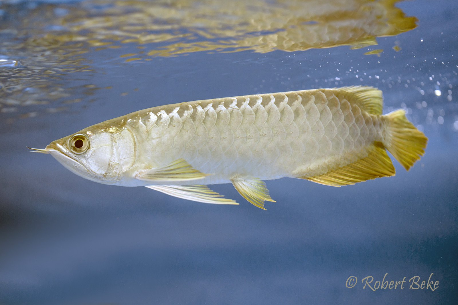 Asian arowana - Scleropages formosus