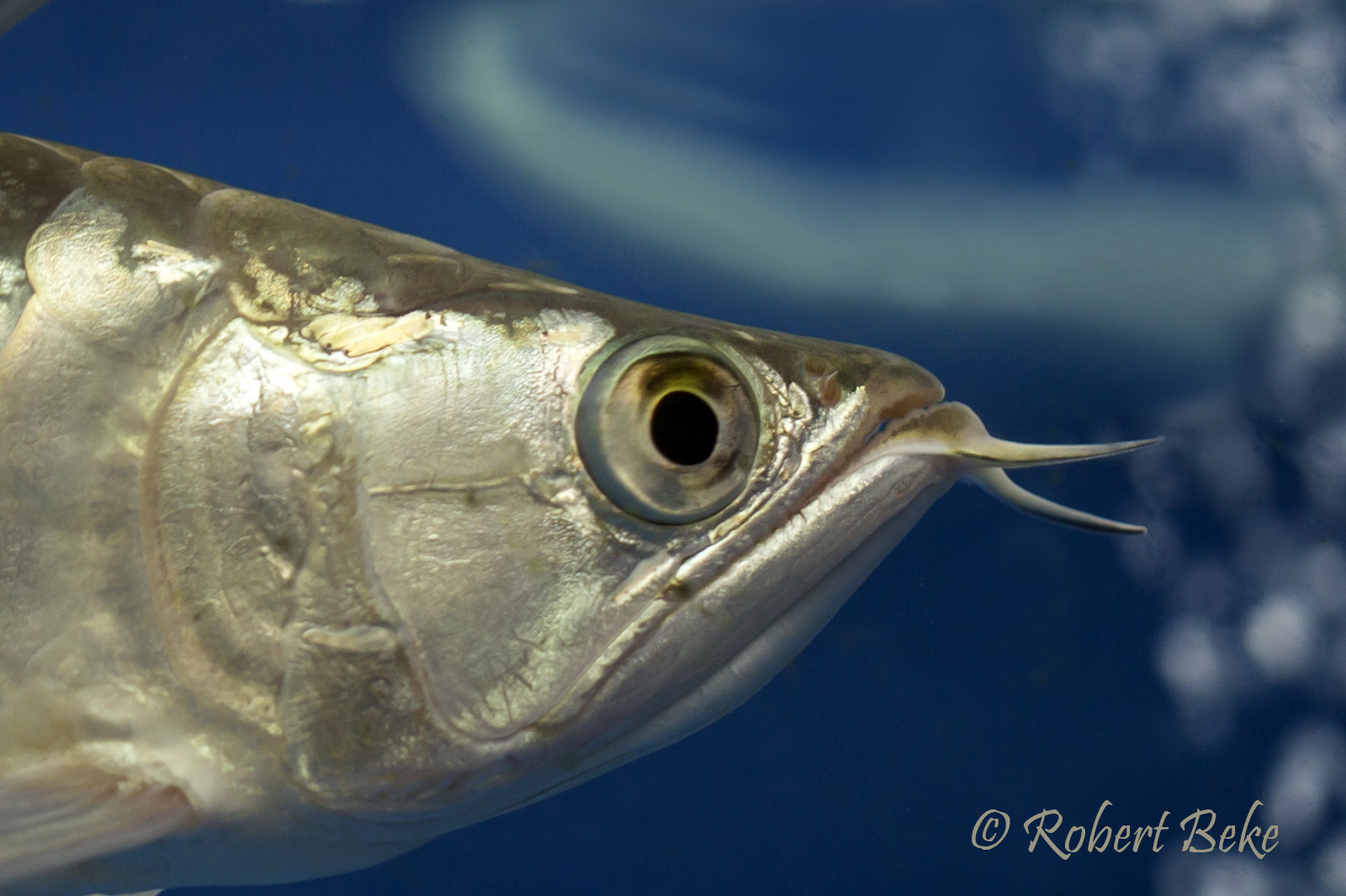 Asian arowana - Scleropages formosus