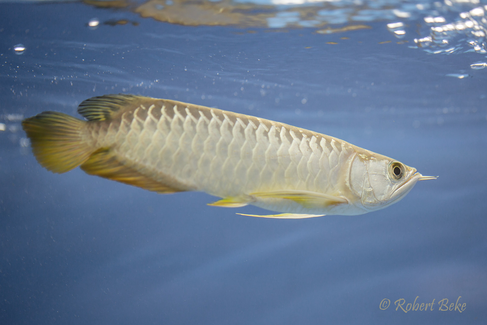 Asian arowana - Scleropages formosus