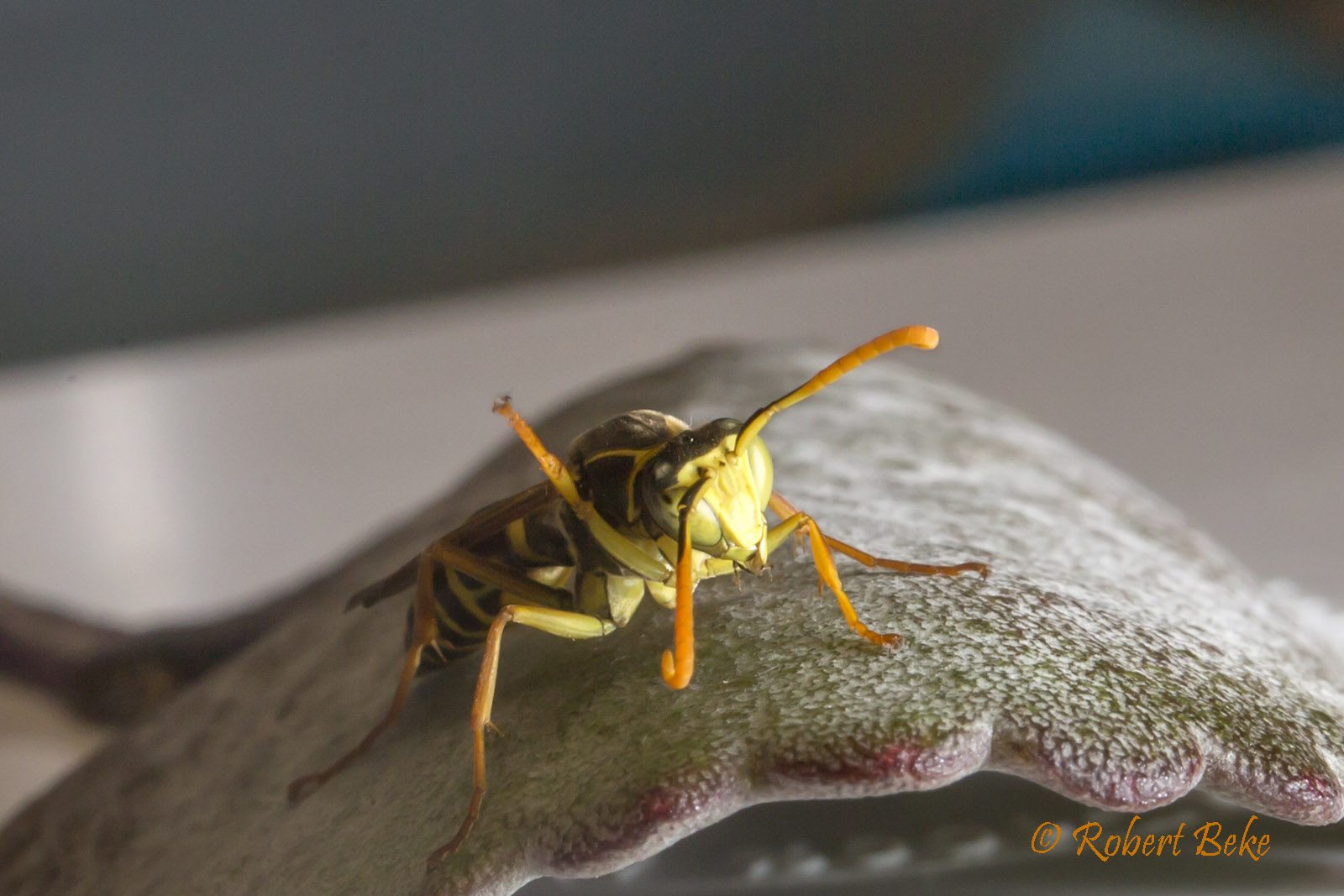 Asian Paper wasp