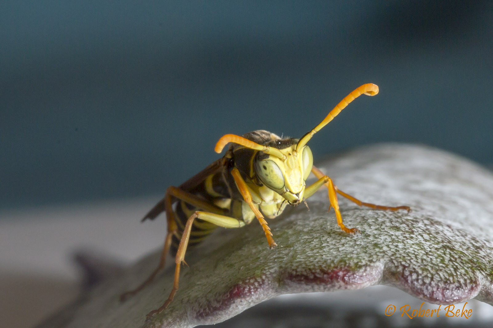 Asian Paper wasp