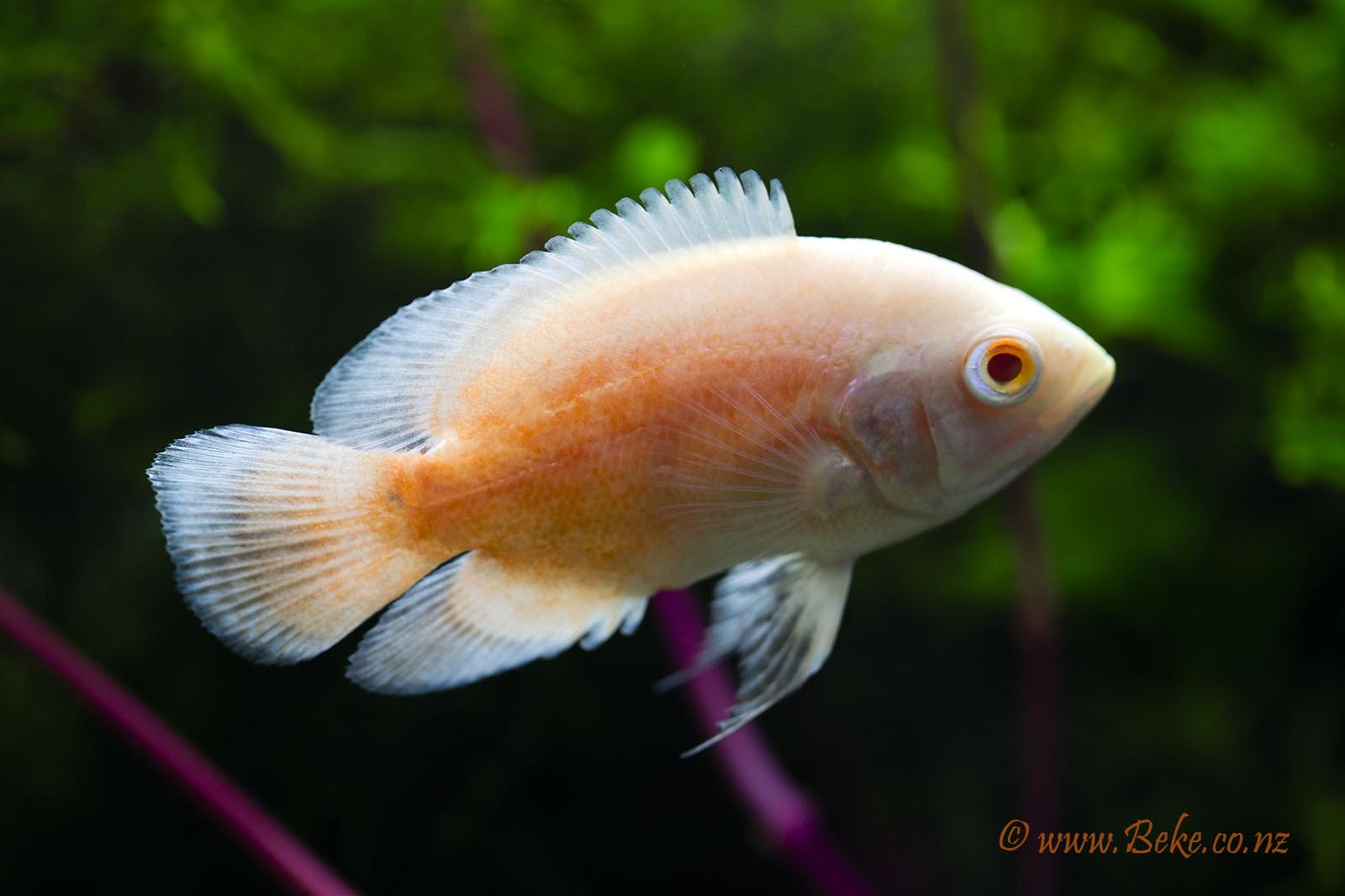 Astronotus ocellatus