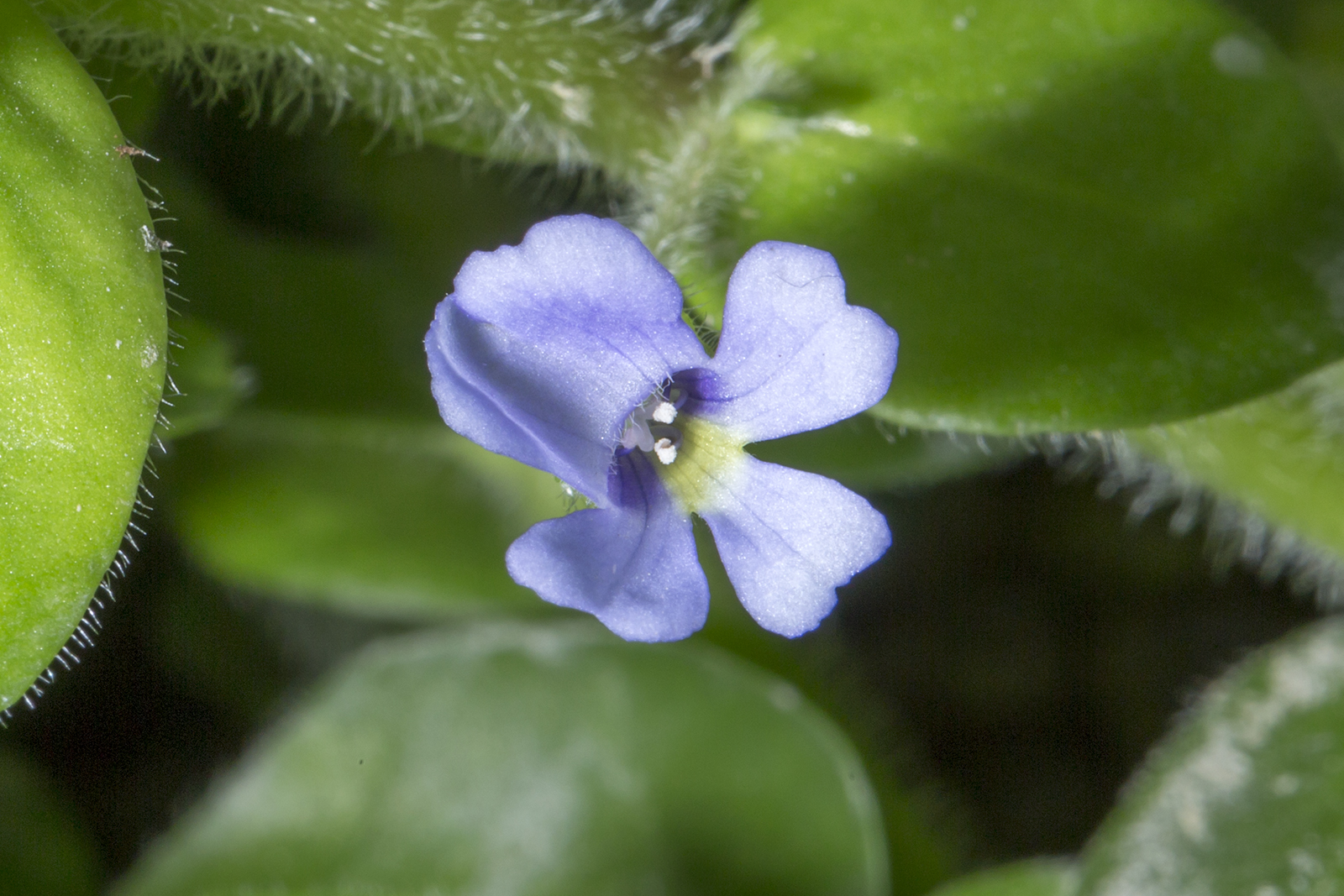 Bacopa lanigera