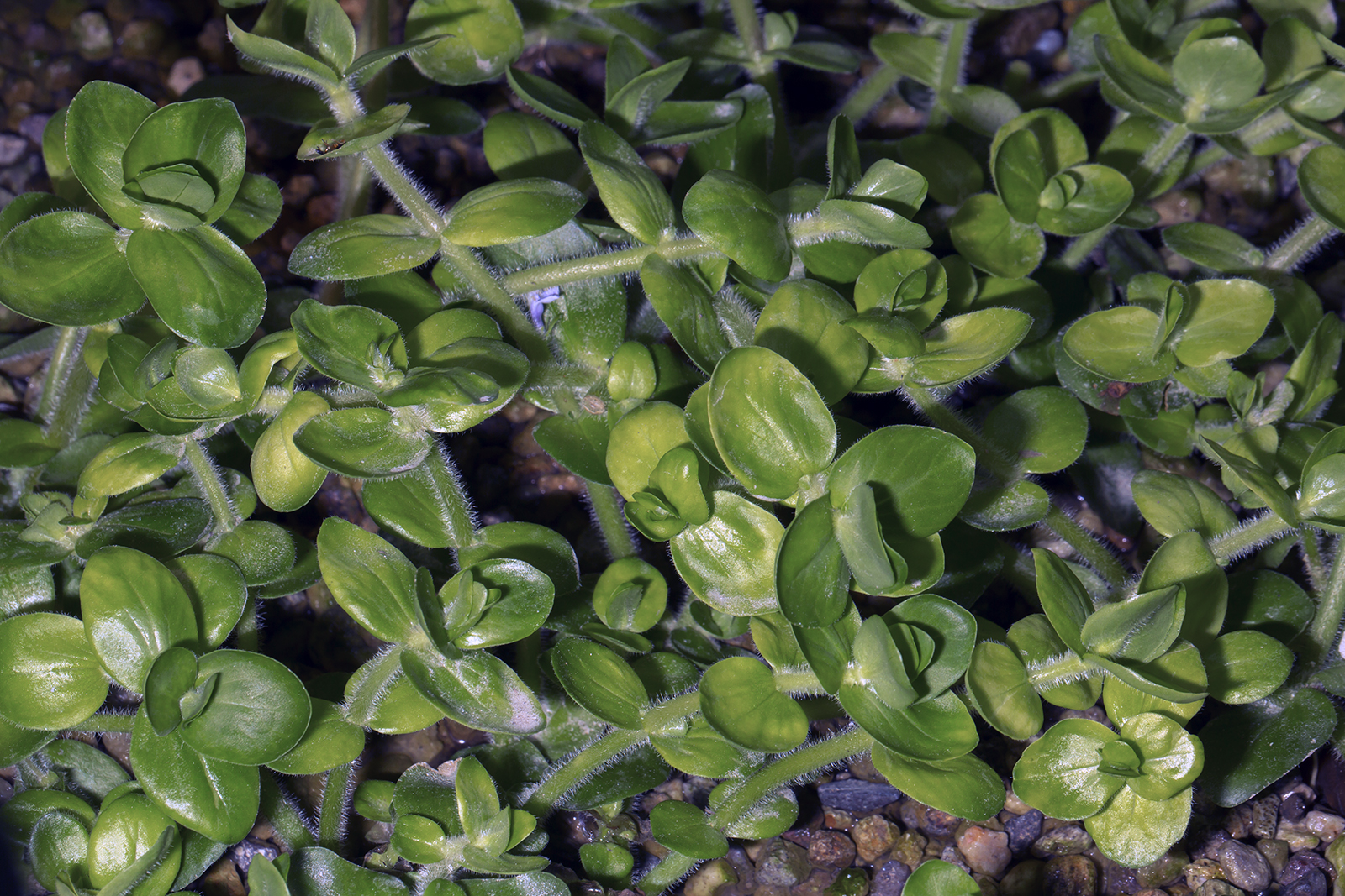 Bacopa lanigera