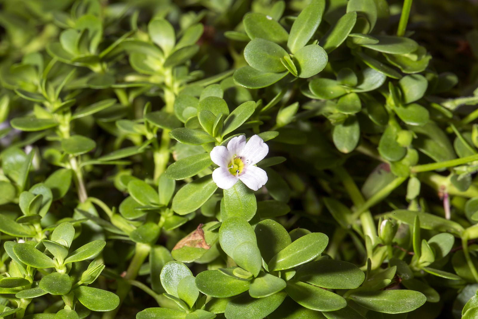 Bacopa monnieri