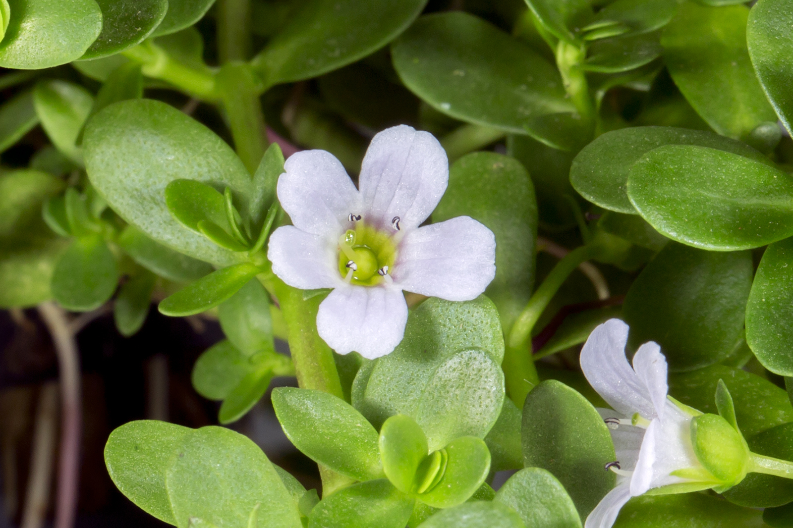 Bacopa monnieri