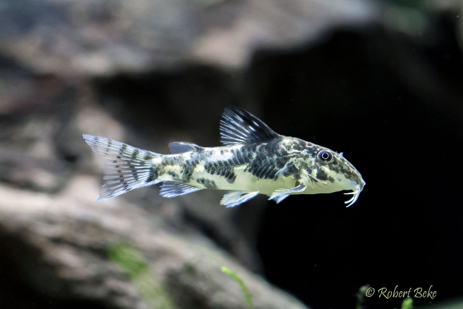 Banded corydoras