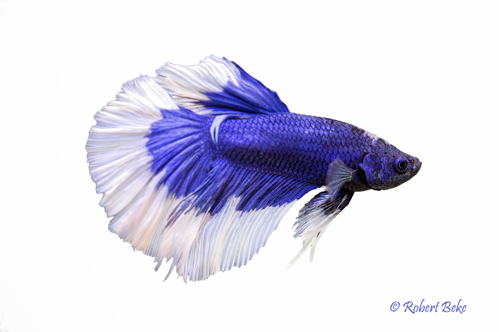 Betta splendens