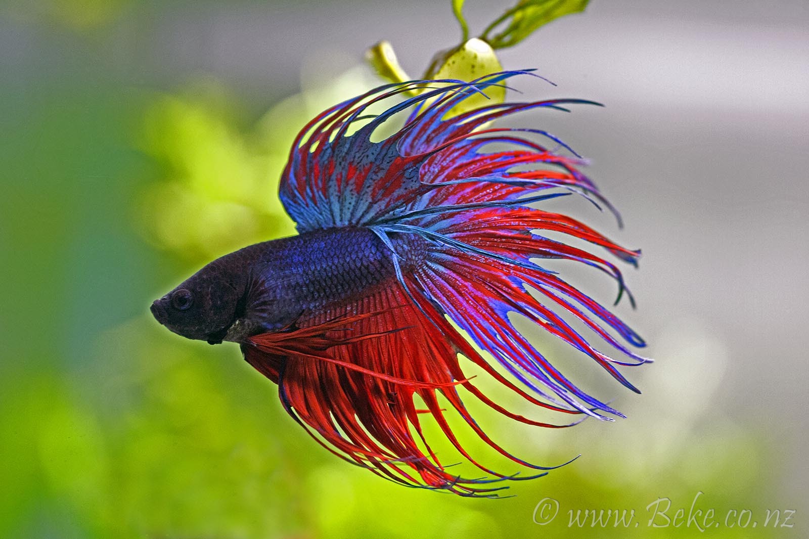 Betta splendens